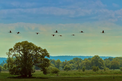 Silhouette birds flying over field