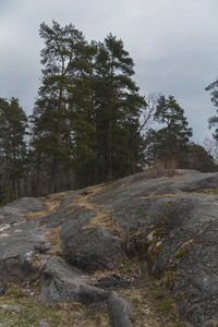 Trees in forest against sky