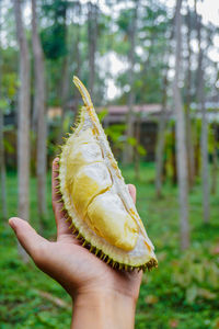 Close-up of hand holding apple