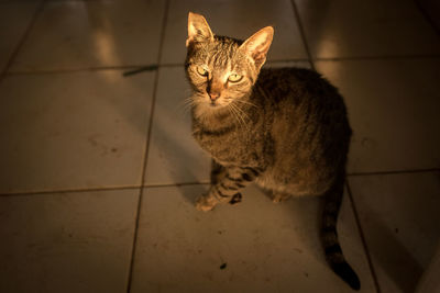 High angle view of tabby cat sitting on floor