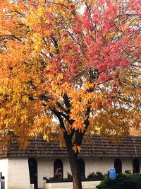 Maple tree in park during autumn