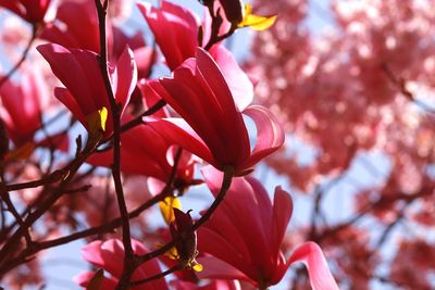 Close-up of fresh pink flowers blooming on tree