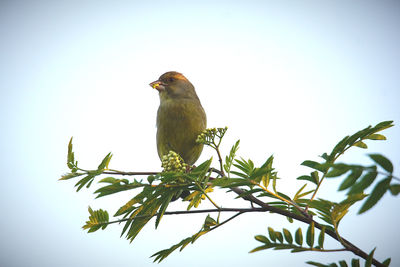 Low angle view of bird perching on tree against sky