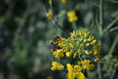 Bee pollinating on yellow flower