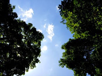 Low angle view of silhouette trees against sky on sunny day