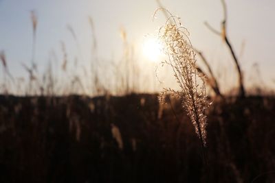 Close-up of plants growing on field at sunset