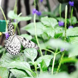 Close-up of butterfly perching on flower