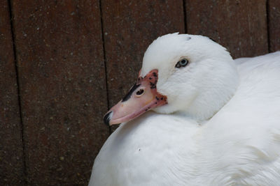 Close-up of swan