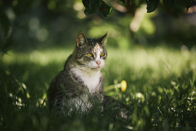 Outdoor portrait old cat in backyard. cute cat sitting in grass under tree on beautiful sunny day.