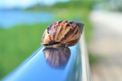 Close-up of snail on leaf