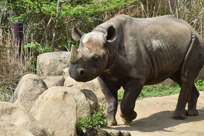 Eastern black rhinoceros standing in zoo