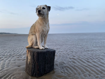 View of dog on beach