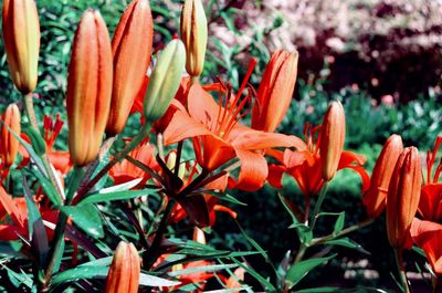 Close-up of orange flowering plant