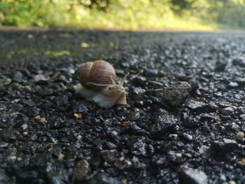 Close-up of snail on road