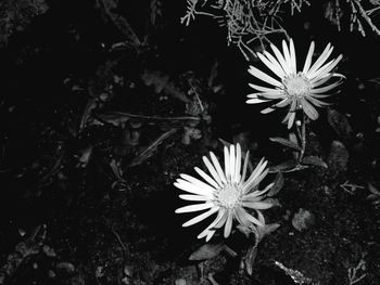 Close-up of flowers blooming outdoors
