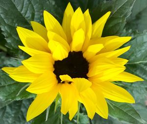 Close-up of yellow flower blooming outdoors