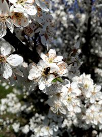 Close-up of white apple blossoms in spring