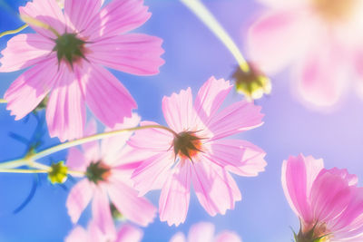 Close-up of pink cosmos flowers