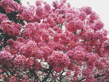 Low angle view of pink flowers