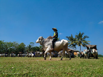 Horses on field