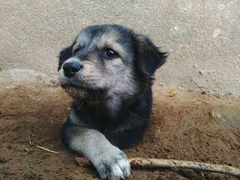 High angle portrait of a dog