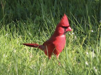 Close-up of a bird on field