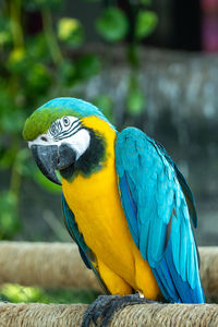 A close up blue-and-yellow or gold macaw ara ararauna  bright vibrant parrot close up portait view