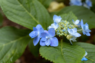 Close-up of purple hydrangea flowers