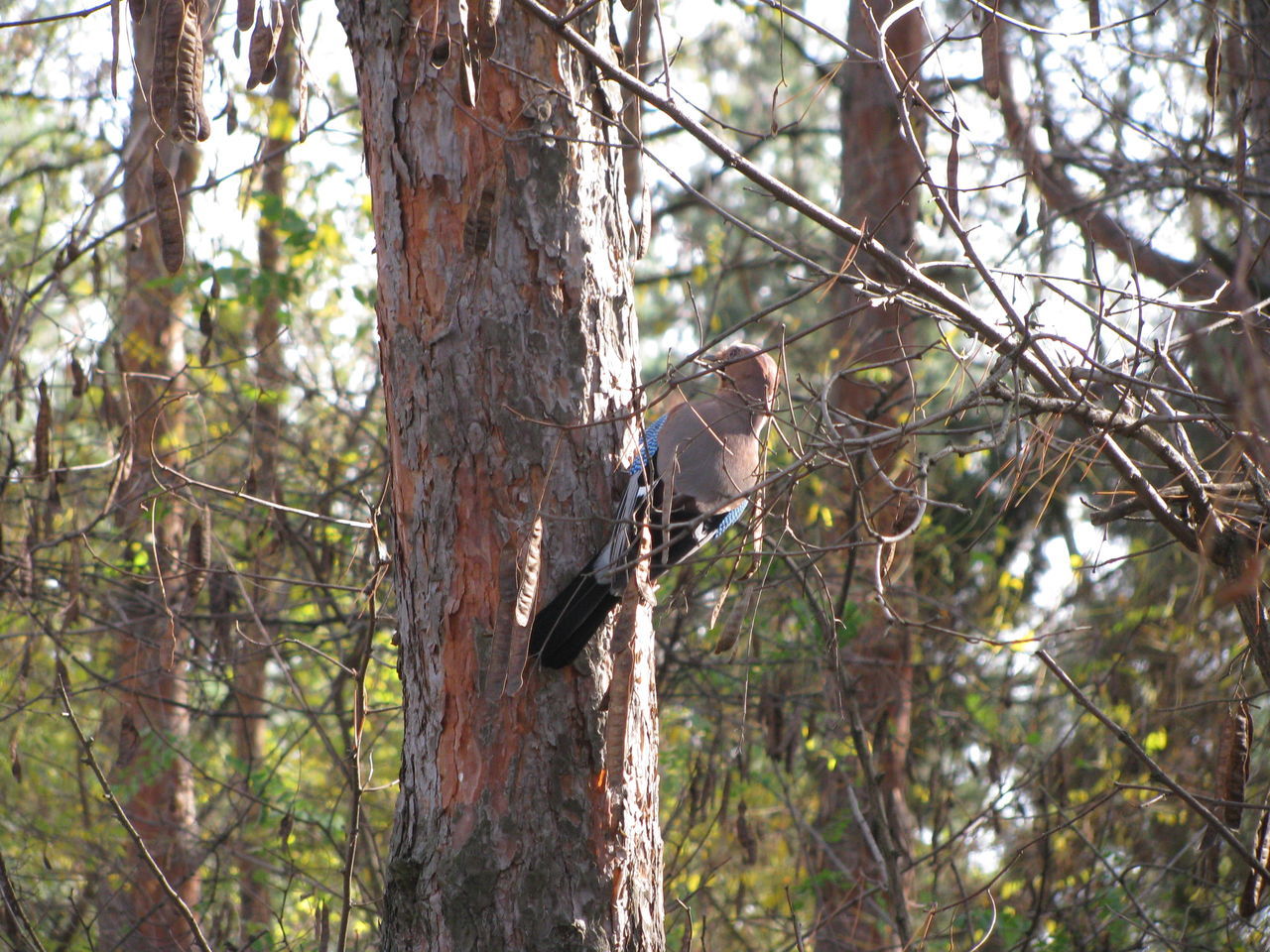 tree, animal, animal themes, animal wildlife, animals in the wild, vertebrate, one animal, plant, bird, perching, branch, nature, land, forest, trunk, focus on foreground, tree trunk, no people, woodpecker, day