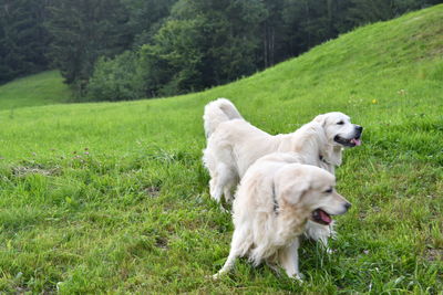 White dog on grassy field