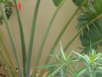 Close-up of potted plant