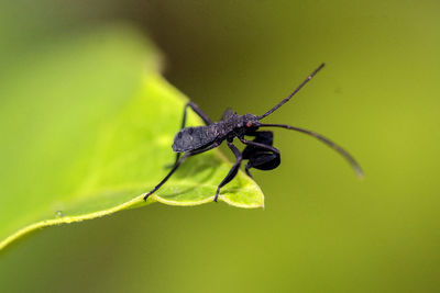 Close-up of insect on leaf