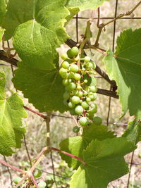 Close-up of grapes growing in vineyard