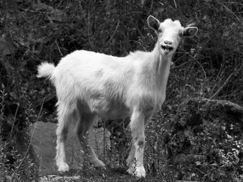 Portrait of goat standing on grass