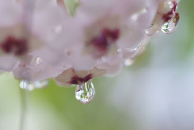 Close-up of water drops on fresh flower