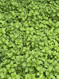 Full frame shot of green leaves