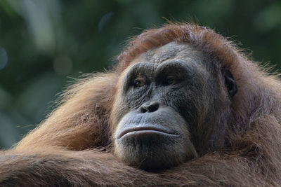 Close-up of orangutan looking away