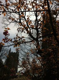 Low angle view of trees against sky