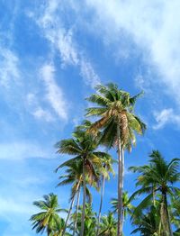 Low angle view of coconut palm tree against sky