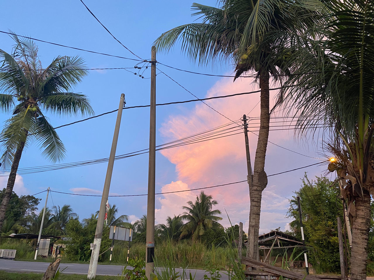 LOW ANGLE VIEW OF COCONUT PALM TREES AGAINST SKY