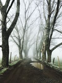 Road amidst bare trees during foggy weather