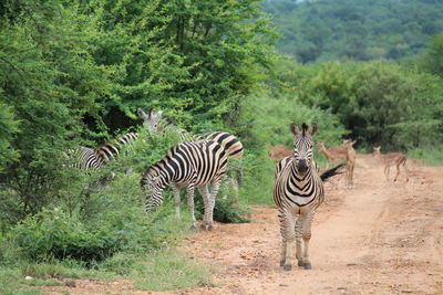 Zebras in a forest