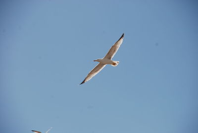 Low angle view of bird flying against clear blue sky