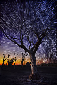 Silhouette trees on field against sky at night