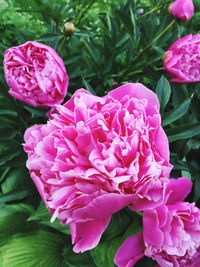 Close-up of pink rose flower