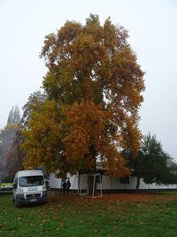 Trees in park