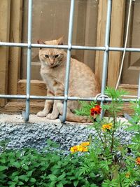 Portrait of cat sitting on wall