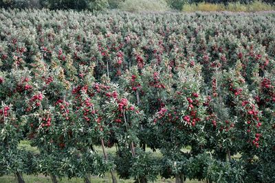 View of flowering plants on field