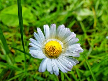 Close-up of daisy flowers