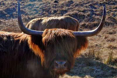 Cow in scotland 